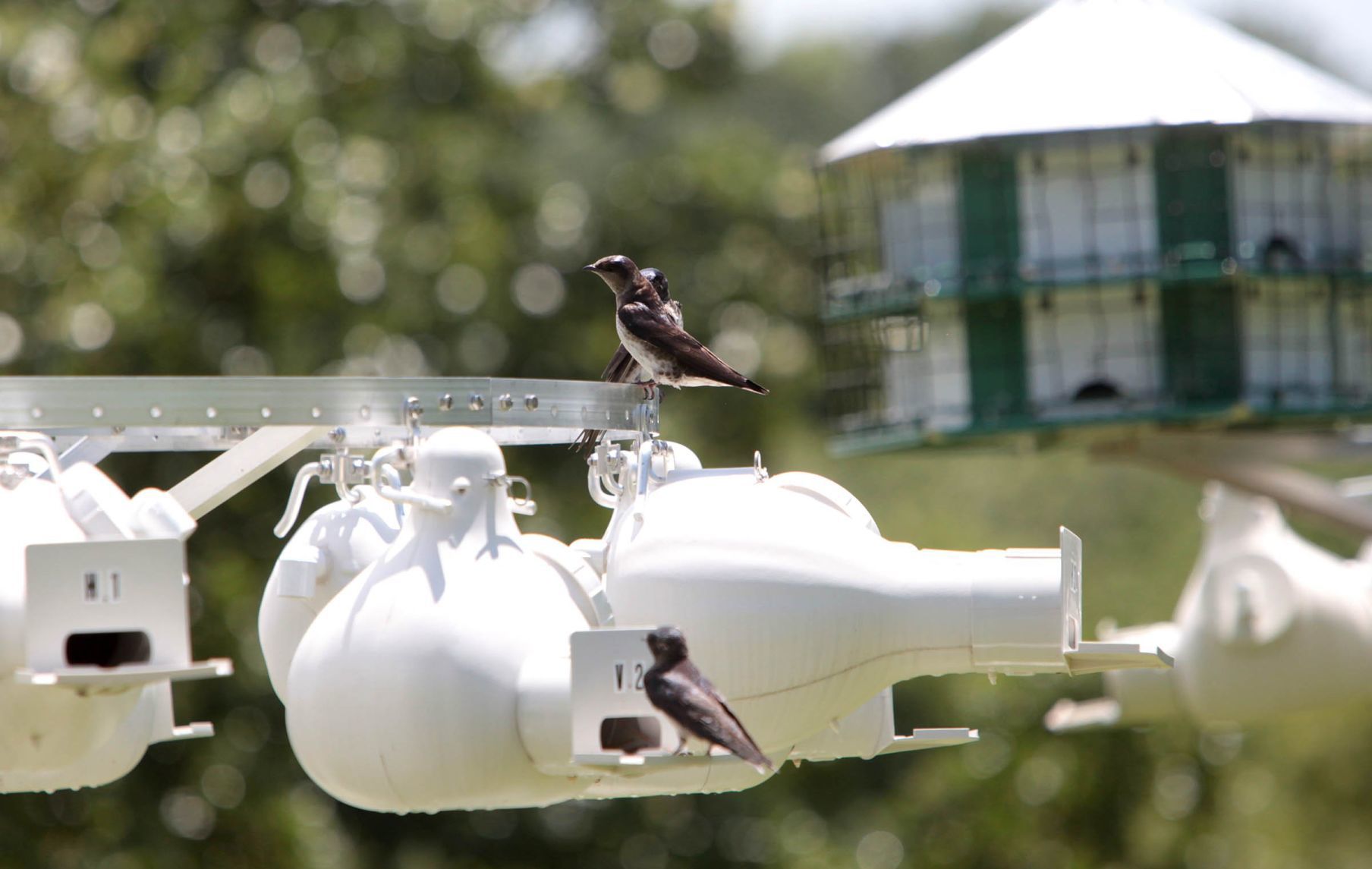 Purple martin banding